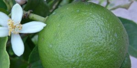 Kako uzgajati limetu iz kamena ili reznice